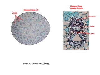 Monocotiledónea (Zea)
 