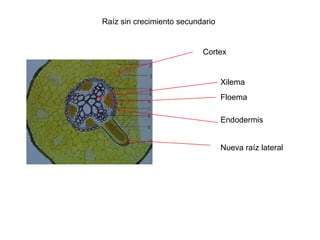 Raíz sin crecimiento secundario


                           Cortex


                                  Xilema
                                  Floema

                                  Endodermis


                                  Nueva raíz lateral
 