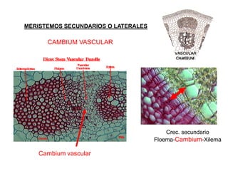 MERISTEMOS SECUNDARIOS O LATERALES

      CAMBIUM VASCULAR




                                         Crec. secundario
                                     Floema-Cambium-Xilema

   Cambium vascular
 