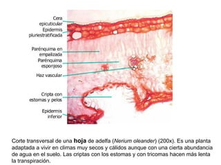 Corte transversal de una hoja de adelfa (Nerium oleander) (200x). Es una planta
adaptada a vivir en climas muy secos y cálidos aunque con una cierta abundancia
de agua en el suelo. Las criptas con los estomas y con tricomas hacen más lenta
la transpiración.
 