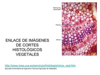 ENLACE DE IMÁGENES
     DE CORTES
   HISTOLÓGICOS
    VEGETALES

http://www.inea.uva.es/servicios/histologia/inicio_real.htm
(Escuela Universitaria de Ingenieros Técnicos Agrícolas de Valladolid)
 