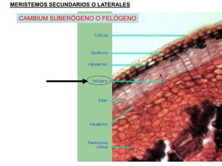 MERISTEMOS SECUNDARIOS O LATERALES

  CAMBIUM SUBERÓGENO O FELÓGENO
 