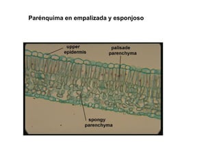 Parénquima en empalizada y esponjoso
 