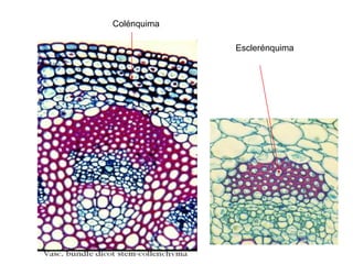 Colénquima

             Esclerénquima
 