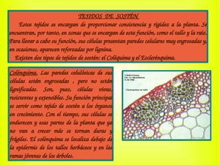 TEJIDOS  DE  SOSTÉN
    Estos tejidos se encargan de proporcionar consistencia y rigidez a la planta. Se 
encuentran, por tanto, en zonas que se encargan de esta función, como el tallo y la raíz. 
Para llevar a cabo su función, sus células presentan paredes celulares muy engrosadas y, 
en ocasiones, aparecen reforzadas por lignina. 
    Existen dos tipos de tejidos de sostén: el Coléquima y el Esclerénquima.
Colénquima.  Las  paredes  celulósicas  de  sus 
células  están  engrosadas  ,  pero  no  están 
lignificadas.  Son,  pues,  células  vivas, 
resistentes y extensibles. Su función principal 
es servir como tejido de sostén a los órganos 
en crecimiento. Con el tiempo, sus células se 
endurecen y esas partes de la planta que ya 
no  van  a  crecer  más  se  tornan  duras  y 
frágiles. El colénquima se localiza debajo de 
la epidermis de los tallos herbáceos y en las 
ramas jóvenes de los árboles. 
 