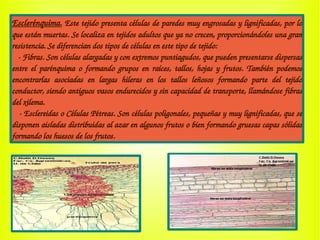 Esclerénquima. Este tejido presenta células de paredes muy engrosadas y lignificadas, por lo 
que están muertas. Se localiza en tejidos adultos que ya no crecen, proporcionándoles una gran 
resistencia. Se diferencian dos tipos de células en este tipo de tejido:
   ­ Fibras. Son células alargadas y con extremos puntiagudos, que pueden presentarse dispersas 
entre el parénquima o formando grupos en raíces, tallos, hojas y frutos. También podemos 
encontrarlas  asociadas  en  largas  hileras  en  los  tallos  leñosos  formando  parte  del  tejido 
conductor, siendo antiguos vasos endurecidos y sin capacidad de transporte, llamándose fibras 
del xilema.
   ­ Esclereidas o Células Pétreas. Son células poligonales, pequeñas y muy lignificadas, que se 
disponen aisladas distribuidas al azar en algunos frutos o bien formando gruesas capas sólidas 
formando los huesos de los frutos.
 