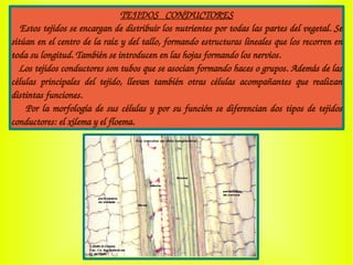 TEJIDOS   CONDUCTORES
   Estos tejidos se encargan de distribuir los nutrientes por todas las partes del vegetal. Se 
sitúan en el centro de la raíz y del tallo, formando estructuras lineales que los recorren en 
toda su longitud. También se introducen en las hojas formando los nervios. 
   Los tejidos conductores son tubos que se asocian formando haces o grupos. Además de las 
células  principales  del  tejido,  llevan  también  otras  células  acompañantes  que  realizan 
distintas funciones.
    Por la morfología de sus células y por su función se diferencian dos tipos de tejidos 
conductores: el xilema y el floema.
 