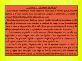 XILEMA   O  TEJIDO  LEÑOSO
   Es un tejido formado por células alargadas dispuestas en hileras, que suelen estar 
muertas y a veces forman tubos al perder los tabiques de separación. Su misión es 
conducir la savia bruta desde la raíz hasta las hojas.
   En el xilema se distinguen distintos tipos de células. Las más características son los 
elementos traqueales que están muertas, a través de las cuales circula la savia bruta. 
Junto a ellas se disponen las fibras del xilema que son estructuras de sostén y las 
células parenquimáticas, que se especializan en acumular sustancias de reserva.
    Los elementos traqueales o conductores son células alargadas, con paredes muy 
engrosadas  y,  casi  siempre,  reforzada  con  lignina.  Estos  engrosamientos  no  son 
uniformes, sino que suelen aparecer siguiendo un patrón geométrico, característico de 
cada especie: punteaduras, líneas circulares, líneas espirales, etc. 
    Las  células  del  xilema,  longitudinales  y  con  los  extremos  cortados  en  bisel,  se 
disponen unas sobre otras, formando largas hileras que van desde la raíz, por todo el 
tallo y llegan hasta las hojas. A lo largo del proceso evolutivo se han formado dos 
tipos de elementos traqueales en las plantas vasculares: las traqueidas y las tráqueas.
 