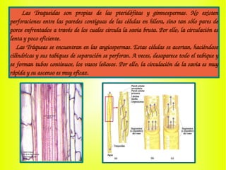       Las  Traqueidas  son  propias  de  las  pteridófitas  y  gimnospermas.  No  existen 
perforaciones entre las paredes contiguas de las células en hilera, sino tan sólo pares de 
poros enfrentados a través de los cuales circula la savia bruta. Por ello, la circulación es 
lenta y poco eficiente.
   Las Tráqueas se encuentran en las angiospermas. Estas células se acortan, haciéndose 
cilíndricas y sus tabiques de separación se perforan. A veces, desaparece todo el tabique y 
se forman tubos continuos, los vasos leñosos. Por ello, la circulación de la savia es muy 
rápida y su ascenso es muy eficaz.
 
