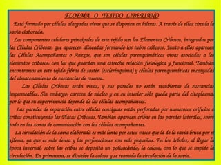 FLOEMA   O   TEJIDO  LIBERIANO
   Está formado por células alargadas vivas que se disponen en hileras. A través de ellas circula la 
savia elaborada.
   Los componentes celulares principales de este tejido son los Elementos Cribosos, integrados por 
las Células Cribosas, que aparecen alineadas formando los tubos cribosos. Junto a ellos aparecen 
las  Células  Acompañantes  o  Anexas,  que  son  células  parenquimáticas  vivas  asociadas  a  los 
elementos cribosos, con los que guardan una estrecha relación fisiológica y funcional. También 
encontramos en este tejido fibras de sostén (esclerénquima) y células parenquimáticas encargadas 
del almacenamiento de sustancias de reserva.
        Las  Células  Cribosas  están  vivas,  y  sus  paredes  no  están  recubiertas  de  sustancias 
impermeables. Sin embargo, carecen de núcleo y en su interior sólo queda parte del citoplasma, 
por lo que su supervivencia depende de las células acompañantes.
    Las paredes de separación entre células contiguas están perforadas por numerosos orificios o 
cribas constituyendo las Placas Cribosas. También aparecen cribas en las paredes laterales, sobre 
todo en las zonas de comunicación con las células acompañantes.
    La circulación de la savia elaborada es más lenta por estos vasos que la de la savia bruta por el 
xilema, ya que es más densa y las perforaciones son más pequeñas. En los árboles, al llegar la 
época invernal, sobre las cribas se deposita un polisacárido, la calosa, con lo que se impide la 
circulación. En primavera, se disuelve la calosa y se reanuda la circulación de la savia.
 