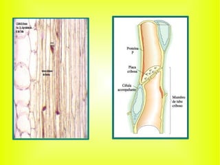Tejidos vegetales presentacion