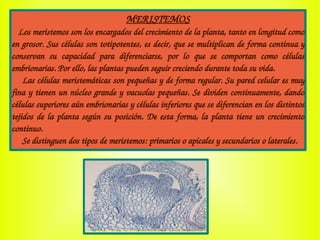 MERISTEMOS
   Los meristemos son los encargados del crecimiento de la planta, tanto en longitud como 
en grosor. Sus células son totipotentes, es decir, que se multiplican de forma continua y 
conservan  su  capacidad  para  diferenciarse,  por  lo  que  se  comportan  como  células 
embrionarias. Por ello, las plantas pueden seguir creciendo durante toda su vida.
    Las células meristemáticas son pequeñas y de forma regular. Su pared celular es muy 
fina y tienen un núcleo grande y vacuolas pequeñas. Se dividen continuamente, dando 
células superiores aún embrionarias y células inferiores que se diferencian en los distintos 
tejidos de la planta según su posición. De esta forma, la planta tiene un crecimiento 
continuo.
     Se distinguen dos tipos de meristemos: primarios o apicales y secundarios o laterales.
 