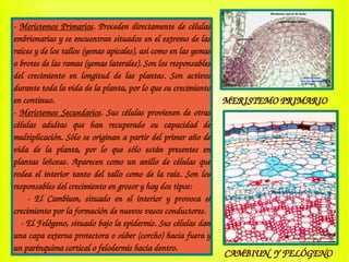 ­ Meristemos Primarios. Proceden directamente de células 
embrionarias y se encuentran situados en el extremo de las 
raíces y de los tallos (yemas apicales), así como en las yemas 
o brotes de las ramas (yemas laterales). Son los responsables 
del  crecimiento  en  longitud  de  las  plantas.  Son  activos 
durante toda la vida de la planta, por lo que su crecimiento 
en continuo.
­ Meristemos Secundarios. Sus células provienen de otras 
células  adultas  que  han  recuperado  su  capacidad  de 
multiplicación. Sólo se originan a partir del primer año de 
vida  de  la  planta,  por  lo  que  sólo  están  presentes  en 
plantas leñosas. Aparecen como un anillo de células que 
rodea el interior tanto del tallo como de la raíz. Son los 
responsables del crecimiento en grosor y hay dos tipos: 
      ­  El  Cambium,  situado  en  el  interior  y  provoca  el 
crecimiento por la formación de nuevos vasos conductores.
   ­ El Felógeno, situado bajo la epidermis. Sus células dan 
una capa externa protectora o súber (corcho) hacia fuera y 
un parénquima cortical o felodermis hacia dentro.
MERISTEMO PRIMARIO
CAMBIUN  Y FELÓGENO
 