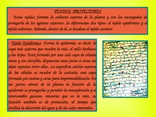 TEJIDOS  PROTECTORES
      Estos  tejidos  forman  la  cubierta  externa  de  la  planta  y  son  los  encargados  de 
protegerla de los agentes externos. Se diferencian dos tipos: el tejido epidérmico y el 
tejido suberoso. Además, dentro de él, se localiza el tejido secretor.
­ Tejido Epidérmico. Forma la epidermis, es decir, la 
capa más externa que recubre la raíz, el tallo herbáceo 
y las hojas. Está formado por una sola capa de células 
vivas y sin clorofila, dispuestas unas junto a otras sin 
dejar espacios entre ellas. La superficie celular externa 
de  las  células  se  recubre  de  la  cutícula,  una  capa 
formada por cutina y ceras para impermeabilizarla. En 
las  partes  aéreas  de  la  planta  la  función  de  la 
epidermis es protegerlas y permitir la transpiración y el 
intercambio  gaseoso,  mientras  que  en  la  raíz,  su 
función  también  es  de  protección,  al  tiempo  que 
facilita la absorción del agua y de las sales minerales.
 