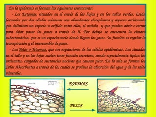    En la epidermis se forman las siguientes estructuras:
      ­  Los  Estomas,  situados  en  el  envés  de  las  hojas  y  en  los  tallos  verdes.  Están 
formados por dos células oclusivas con abundantes cloroplastos y aspecto arriñonado 
que delimitan un espacio u orificio entre ellas, el ostiolo,  y que pueden abrir o cerrar 
para  dejar  pasar  los  gases  a  través  de  él.  Por  debajo  se  encuentra  la  cámara 
subestomática, que es un espacio vacío donde llegan los gases. Su función es regular la 
transpiración y el intercambio de gases.
   ­ Los Pelos o Tricomas, que son expansiones de las células epidérmicas. Los situados 
en el tallo y en las hojas suelen tener función secretora, siendo especialmente típicos los 
urticantes, cargados de sustancias nocivas que causan picor. En la raíz se forman los 
Pelos Absorbentes a través de los cuales se produce la absorción del agua y de las sales 
minerales. 
ESTOMAS
PELOS
 