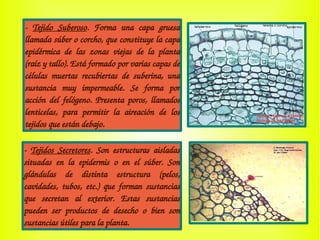 ­  Tejido  Suberoso.  Forma  una  capa  gruesa 
llamada súber o corcho, que constituye la capa 
epidérmica  de  las  zonas  viejas  de  la  planta 
(raíz y tallo). Está formado por varias capas de 
células  muertas  recubiertas  de  suberina,  una 
sustancia  muy  impermeable.  Se  forma  por 
acción del felógeno. Presenta poros, llamados 
lenticelas,  para  permitir  la  aireación  de  los 
tejidos que están debajo.
­  Tejidos  Secretores.  Son  estructuras  aisladas 
situadas  en  la  epidermis  o  en  el  súber.  Son 
glándulas  de  distinta  estructura  (pelos, 
cavidades,  tubos,  etc.)  que  forman  sustancias 
que  secretan  al  exterior.  Estas  sustancias 
pueden  ser  productos  de  desecho  o  bien  son 
sustancias útiles para la planta.
 