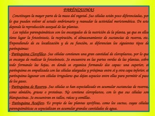 PARÉNQUIMAS
   Constituyen la mayor parte de la masa del vegetal. Sus células están poco diferenciadas, por 
lo que pueden volver al estado embrionario y reanudar la actividad meristemática. De esto 
depende la reproducción asexual de las plantas.
   Los tejidos parenquimáticos son los encargados de la nutrición de la planta, ya que en ellos 
tiene lugar la fotosíntesis, la respiración, el almacenamiento de sustancias de reserva, etc. 
Dependiendo  de  su  localización  y  de  su  función,  se  diferencian  los  siguientes  tipos  de 
parénquimas:
­ Parénquima Clorofílico. Sus células contienen una gran cantidad de cloroplastos, por lo que 
se encarga de realizar la fotosíntesis. Se encuentra en las partes verdes de las plantas, sobre 
todo  formando  las  hojas,  en  donde  se  organiza  formando  dos  capas:  una  superior,  el 
parénquima en empalizada con las células alargadas y próximas entre sí y otra capa inferior, el 
parénquima lagunar con células irregulares que dejan espacios entre ellas para permitir el paso 
de los gases.
­ Parénquima de Reserva. Sus células se han especializado en acumular sustancias de reserva, 
como  almidón,  grasas  o  proteínas.  No  contiene  cloroplastos,  con  lo  que  sus  células  son 
blanquecinas. Se encuentran en tallos, raíces y semillas.
­ Parénquima Acuífero. Es propio de las plantas xerófitas, como los cactus, cuyas células 
parenquimáticas se especializan en acumular grandes cantidades de agua.
 
