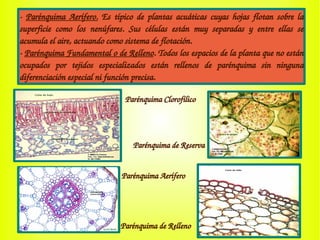 ­ Parénquima Aerífero. Es típico de plantas acuáticas cuyas hojas flotan sobre la 
superficie  como  los  nenúfares.  Sus  células  están  muy  separadas  y  entre  ellas  se 
acumula el aire, actuando como sistema de flotación.
­ Parénquima Fundamental o de Relleno. Todos los espacios de la planta que no están 
ocupados  por  tejidos  especializados  están  rellenos  de  parénquima  sin  ninguna 
diferenciación especial ni función precisa. 
Parénquima Clorofílico
Parénquima de Reserva
Parénquima Aerífero
Parénquima de Relleno
 