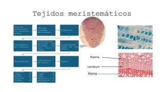 PARTES DE TEJIDOS VEGETALES SOLUCION.pptx
