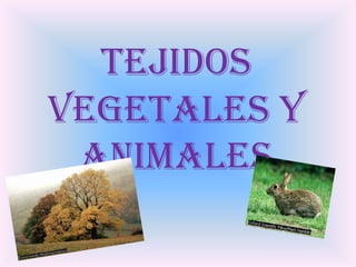 Tejidos vegetales y animales 
