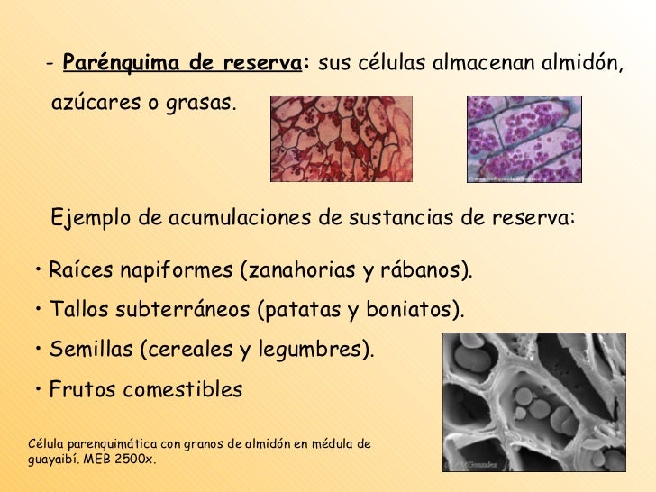 Tejidos y órganos de las plantas cormófitas Tejidos y órganos de las plantas cormófitas