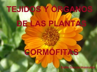 CORMÓFITAS Sofía García Honrubia TEJIDOS Y ÓRGANOS DE LAS PLANTAS 