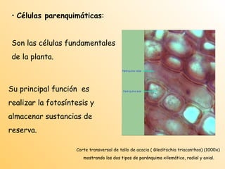 Tejidos y órganos de las plantas cormófitas