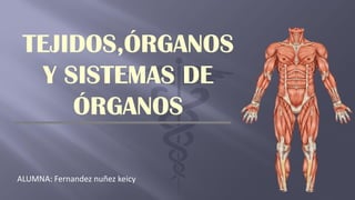 ALUMNA: Fernandez nuñez keicy
TEJIDOS,ÓRGANOS
Y SISTEMAS DE
ÓRGANOS
 