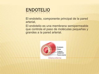 ENDOTELIO
El endotelio, componente principal de la pared
arterial,
El endotelio es una membrana semipermeable
que controla el paso de moléculas pequeñas y
grandes a la pared arterial.
 