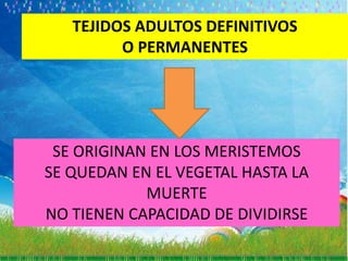 TEJIDOS ADULTOS DEFINITIVOS
         O PERMANENTES




 SE ORIGINAN EN LOS MERISTEMOS
SE QUEDAN EN EL VEGETAL HASTA LA
            MUERTE
NO TIENEN CAPACIDAD DE DIVIDIRSE
 