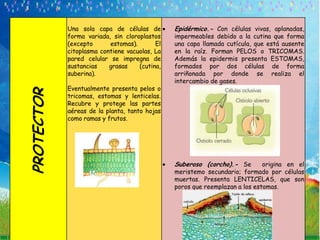 Una sola capa de células de        Epidérmico.- Con células vivas, aplanadas,
            forma variada, sin cloroplastos    impermeables debido a la cutina que forma
            (excepto      estomas).       El   una capa llamada cutícula, que está ausente
            citoplasma contiene vacuolas, La   en la raíz. Forman PELOS o TRICOMAS.
            pared celular se impregna de       Además la epidermis presenta ESTOMAS,
            sustancias    grasas    (cutina,   formados por dos células de forma
            suberina).                         arriñonada por donde se realiza el
                                               intercambio de gases.
            Eventualmente presenta pelos o
PROTECTOR


            tricomas, estomas y lenticelas.
            Recubre y protege las partes
            aéreas de la planta, tanto hojas
            como ramas y frutos.




                                               Suberoso (corcho).- Se        origina en el
                                               meristemo secundario; formado por células
                                               muertas. Presenta LENTICELAS, que son
                                               poros que reemplazan a los estomas.
 
