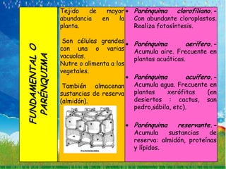 Tejido   de  mayor       Parénquima    clorofiliano.-
                abundancia  en  la       Con abundante cloroplastos.
                planta.                  Realiza fotosíntesis.

                 Son células grandes     Parénquima      aerífero.-
                con una o varias
FUNDAMENTAL O
                                         Acumula aire. Frecuente en
                vacuolas.
  PARÉNQUIMA
                                         plantas acuáticas.
                Nutre o alimenta a los
                vegetales.
                                         Parénquima      acuífero.-
                 También almacenan       Acumula agua. Frecuente en
                sustancias de reserva    plantas    xerófitas   (en
                (almidón).               desiertos : cactus, san
                                         pedro,sábila, etc).

                                         Parénquima    reservante.-
                                         Acumula    sustancias    de
                                         reserva: almidón, proteínas
                                         y lípidos.
 