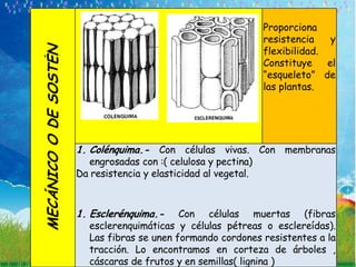Proporciona
                                                                  resistencia    y
MECÁNICO O DE SOSTÉN                                              flexibilidad.
                                                                  Constituye    el
                                                                  “esqueleto” de
                                                                  las plantas.




                       1. Colénquima.- Con células vivas. Con membranas
                         engrosadas con :( celulosa y pectina)
                       Da resistencia y elasticidad al vegetal.



                       1. Esclerénquima.-     Con células muertas (fibras
                          esclerenquimáticas y células pétreas o esclereídas).
                          Las fibras se unen formando cordones resistentes a la
                          tracción. Lo encontramos en corteza de árboles ,
                          cáscaras de frutos y en semillas( lignina )
 