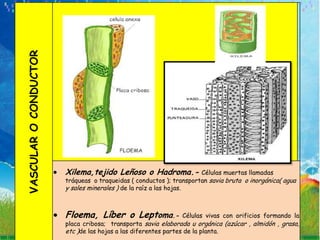 VASCULAR O CONDUCTOR




                       Xilema,tejido Leñoso o Hadroma.- Células muertas llamadas
                       tráqueas o traqueidas ( conductos ); transportan savia bruta o inorgánica( agua
                       y sales minerales ) de la raíz a las hojas.



                       Floema, Líber o Leptoma.-               Células vivas con orificios formando la
                       placa cribosa; transporta savia elaborada u orgánica (azúcar , almidón , grasa,
                       etc )de las hojas a las diferentes partes de la planta.
 