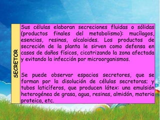 La educación puede definirse como el proceso de
           Sus células de los individuos. Al educarse, o una
           socialización elaboran secreciones fluidas         sólidas
           (productos finales del metabolismo): mucílagos,
           persona asimila y aprende conocimientos. La educación
           esencias, implica una concienciación productos de
           también      resinas, alcaloides. Los cultural y
           secreción de la planta le generaciones adquieren en
           conductual, donde las nuevas sirven como defensa
           casos de daños de generaciones anteriores.zona afectada
           los modos de ser físicos, cicatrizando la
SECRETOR




           y evitando la infección por microorganismos.

           Se puede observar espacios secretores, que se
           forman por la disolución de células secretoras; y
           tubos laticíferos, que producen látex: una emulsión
           heterogénea de grasa, agua, resinas, almidón, materia
           proteica, etc.
 