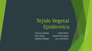 Tejido Vegetal
        Epidérmico
-   Francisco Cabezas         - Emilio Rivera
-   Piero Zúñiga        - Guillermo Parraguez
-   Sebastián Rudolph      - Juan José Abarca
 