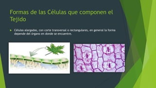 Formas de las Células que componen el
Tejido
   Células alargadas, con corte transversal o rectangulares, en general la forma
    depende del órgano en donde se encuentre.
 