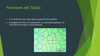 Funciones del Tejido

   Es un protector que cubre toda la superficie de la planta.
   Encargado de limitar la transpiración, el intercambio gaseoso y la
    acumulación de agua y otros productos.
 