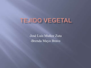 •José
    Luis Muñoz Zuta
•Brenda Mayo Bravo
 