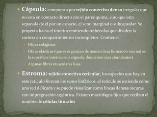 Cápsula: compuesta por tejido conectivo denso irregular que
no está en contacto directo con el parenquima, sino que esta
separada de el por un espacio, el seno marginal o subcapsular. Se
proyecta hacia el interior emitiendo trabéculas que dividen la
corteza en compartimientos incompletos. Contiene:
Fibras colágenas
Fibras elásticas (que se organizan de manera laxa formando una red en
la superficie interna de la cápsula, donde son mas abundantes).
Algunas fibras musculares lisas.
Estroma: tejido conectivo reticular, los espacios que hay en
este retículo forman los senos linfáticos, el retículo se extiende como
una red delicada y se puede visualizar como líneas densas oscuras
con impregnación argéntica. Existen macrófagos fijos que reciben el
nombre de células litorales
 