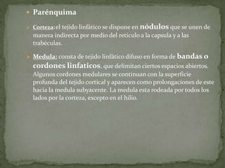 Parénquima
Corteza:el tejido linfático se dispone en nódulos que se unen de
manera indirecta por medio del retículo a la capsula y a las
trabéculas.
Medula: consta de tejido linfático difuso en forma de bandas o
cordones linfaticos, que delimitan ciertos espacios abiertos.
Algunos cordones medulares se continuan con la superficie
profunda del tejido cortical y aparecen como prolongaciones de este
hacia la medula subyacente. La medula esta rodeada por todos los
lados por la corteza, excepto en el hilio.
 