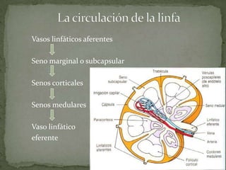 Vasos linfáticos aferentes
Seno marginal o subcapsular
Senos corticales
Senos medulares
Vaso linfático
eferente
 