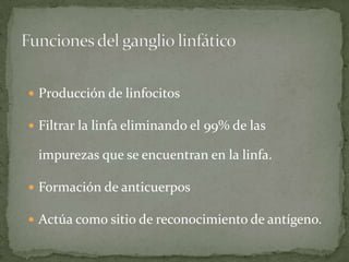 Producción de linfocitos
Filtrar la linfa eliminando el 99% de las
impurezas que se encuentran en la linfa.
Formación de anticuerpos
Actúa como sitio de reconocimiento de antígeno.
 