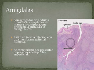 Son agregados de nodulos
linfoides encapsulados de
manera incompleta, que
protegen la entrada a la
faringe bucal.
Están en íntima relación con
una membrana epitelial
húmeda.
Se caracterizan por presentar
depresiones del epitelio
superficial.
 