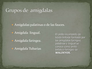 Amígdalas palatinas o de las fauces.
Amígdala lingual.
Amígdala faríngea.
Amígdala Tubarias
El anillo incompleto de
tejido linfoide formado por
las amigdalas faringea,
palatinas y lingual se
conoce como anillo
linfatico faringeo de
WALDEYER.
 