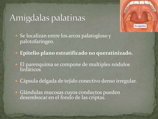 Se localizan entre los arcos palatogloso y
palotofaríngeo.
Epitelio plano estratificado no queratinizado.
El parenquima se compone de multiples nódulos
linfáticos
Cápsula delgada de tejido conectivo denso irregular.
Glándulas mucosas cuyos conductos pueden
desembocar en el fondo de las criptas.
 