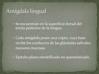 Se encuentran en la superficie dorsal del
tercio posterior de la lengua.
Cada amígdala posee una cripta, cuya base
recibe los conductos de las glándulas salivales
menores mucosas
Epitelio plano estratificado no queratinizado.
 