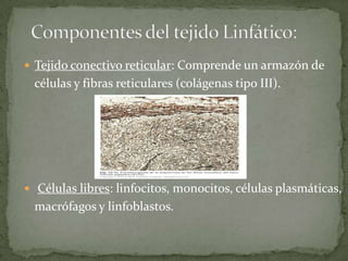 Tejido conectivo reticular: Comprende un armazón de
células y fibras reticulares (colágenas tipo III).
Células libres: linfocitos, monocitos, células plasmáticas,
macrófagos y linfoblastos.
 