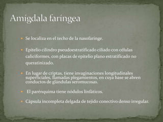 Se localiza en el techo de la nasofaringe.
Epitelio cilindro pseudoestratificado ciliado con células
caliciformes, con placas de epitelio plano estratificado no
queratinizado.
En lugar de criptas, tiene invaginaciones longitudinales
superficiales, llamadas plegamientos, en cuya base se abren
conductos de glándulas seromucosas.
El parénquima tiene nódulos linfáticos.
Cápsula incompleta delgada de tejido conectivo denso irregular.
 