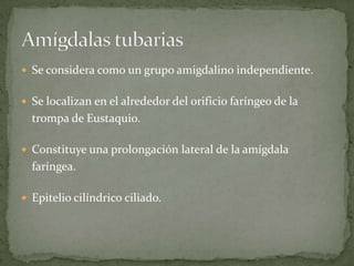 Se considera como un grupo amigdalino independiente.
Se localizan en el alrededor del orificio faríngeo de la
trompa de Eustaquio.
Constituye una prolongación lateral de la amígdala
faríngea.
Epitelio cilíndrico ciliado.
 
